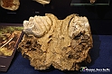 VBS_9095 - Museo Paleontologico - Asti